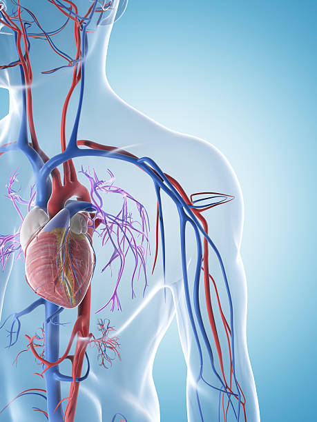 male arteries and veins 3d rendered illustration of the male vascular system artery photos stock pictures, royalty-free photos & images