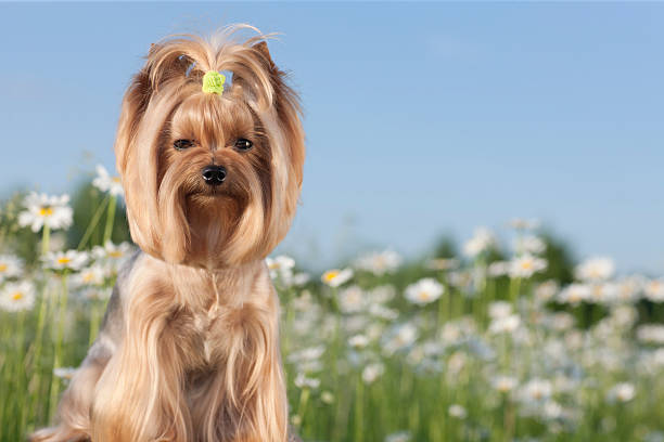 istock Yorkshire Terrier Dog in a Field of Daisies 475661663