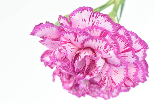 istock Pink carnation flower 475663418
