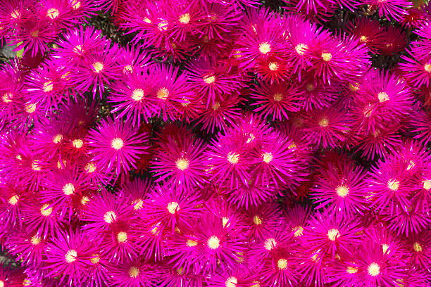 Blooming flower of ice plants (Lampranthus spectabilis) Blooming flower of ice plants (Lampranthus spectabilis), format filling.  lampranthus spectabilis stock pictures, royalty-free photos & images