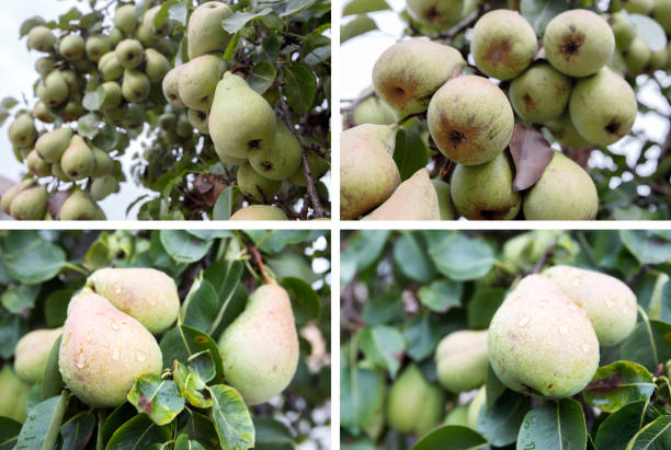 istock Photo collage of many green pears on a tree 475663780
