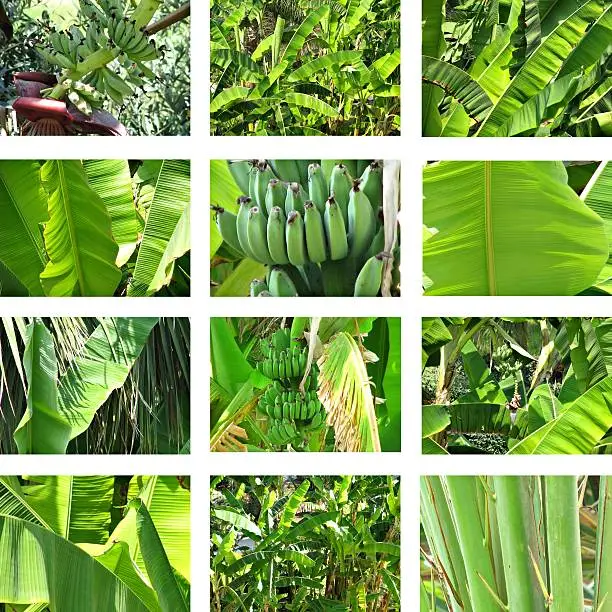 Banana tree collection