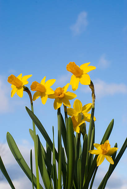 istock Daffodils with the blue sky in the background 475665337