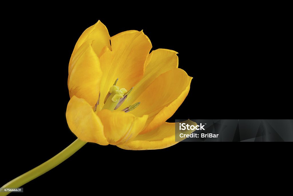 One Yellow Tulip A single yellow tulip isolated against a plain black background. Focus on the Stamen and Pistil with petals out of focus. Beauty Stock Photo