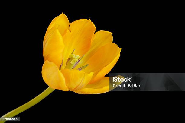 One Yellow Tulip Stock Photo - Download Image Now - Beauty, Beauty In Nature, Black Background