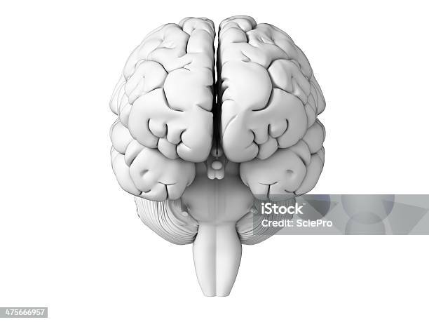 White Brain Stock Photo - Download Image Now - Anatomy, Artificial, Biology