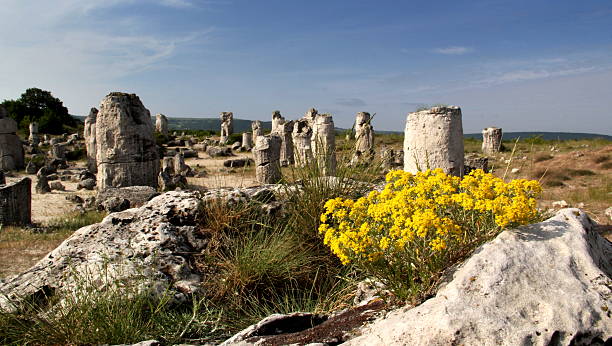 fossil floresta - the stone forest - fotografias e filmes do acervo