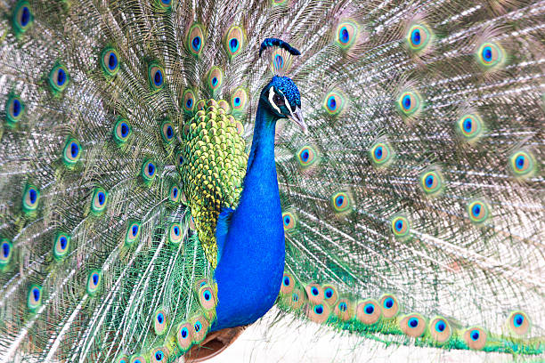 istock Peacock with fanned out tail 475668137