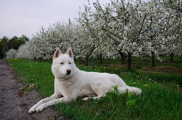White husky and with white trees stock photo