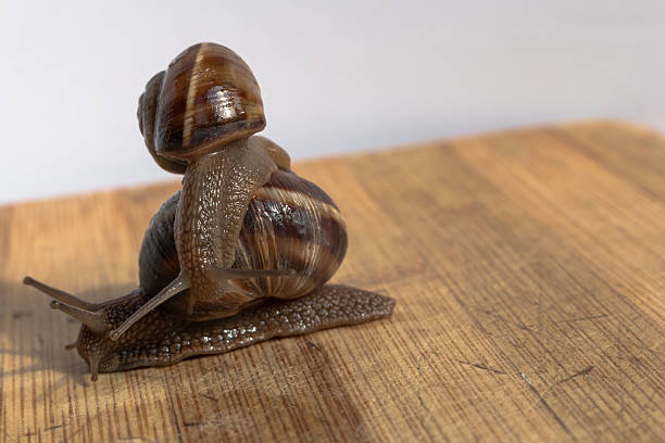 istock two snail crawling on a wooden table 475669744