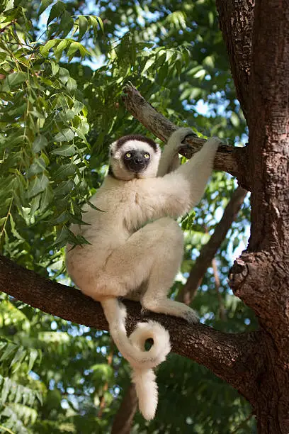 In the Berenty Reserve on the southern tip of Madagascar, a wild Verreaux's sifaka with a curling tail perches in a sunny spot in tree while holding on to the branch above. Sunlight glints off the piercing eyes of the black an white, fuzzy lemur.