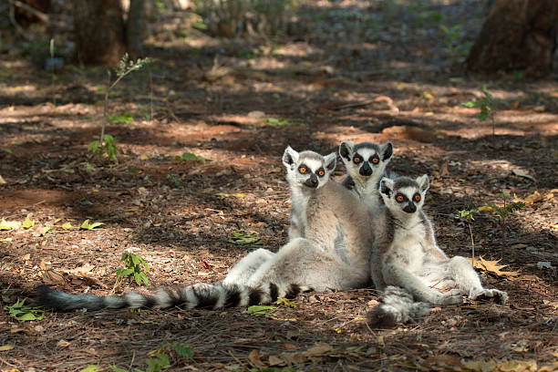 Trio of wild ring-tailed lemurs in Berenty Reserve Madagascar In the Berenty Reserve on the southern tip of Madagascar, a trio of endangered, wild ring-tailed lemurs varying in age relax, sprawled out under tree shade on the leaf litter while sitting close together with sunlight glinting off their yellow eyes. lemur madagascar stock pictures, royalty-free photos & images