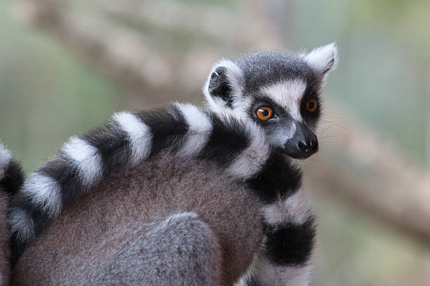 Lemur from the island of Madagascar