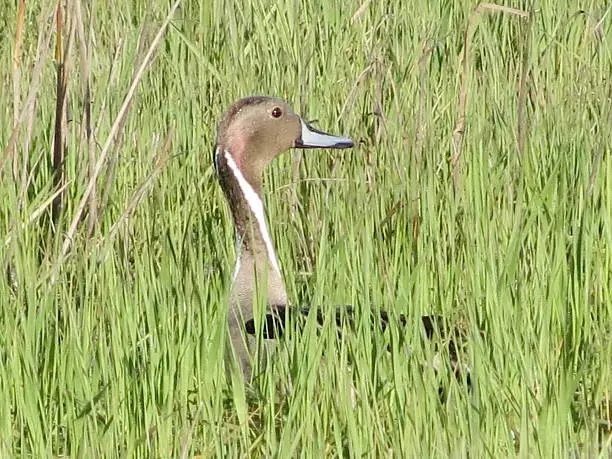 The duck a shilokhvost on a bog prepares for nesting during the spring period