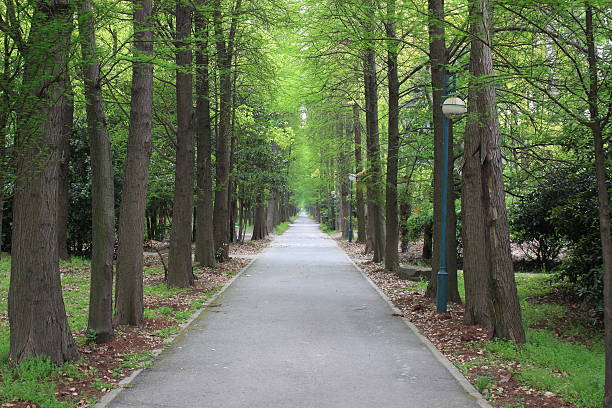 istock Road in the forest park 475672164