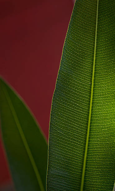 Transparent green leaf on red background stock photo