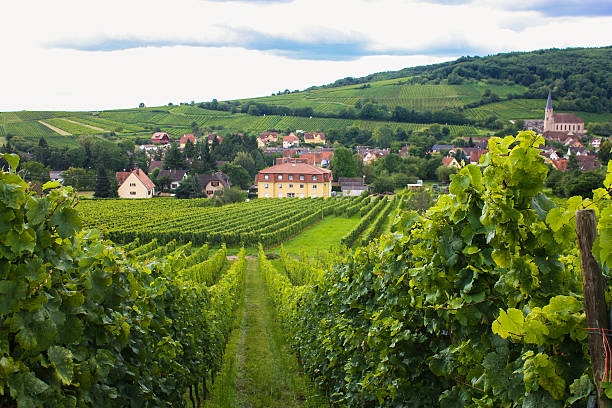istock Along the Alsace Wine Road 475672754