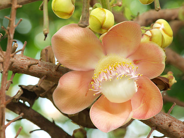istock flower from the cannonball tree  (Shorea robusta) 475672819