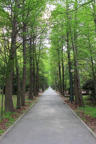 istock Road in the forest park 475675524