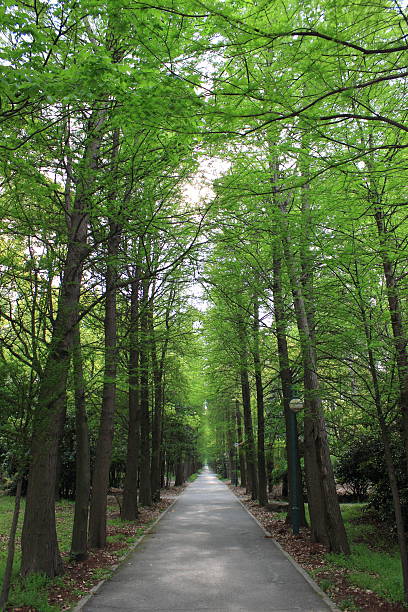 istock Road in the forest park 475675570