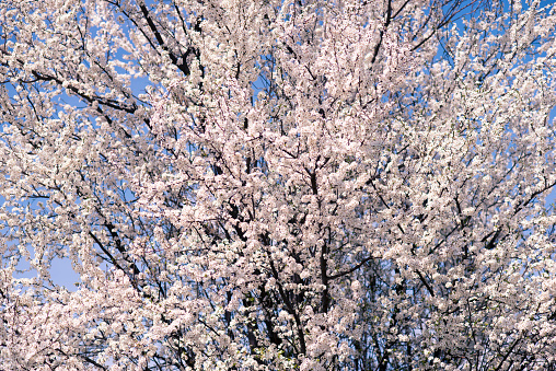 big cherry tree blooming by springtime