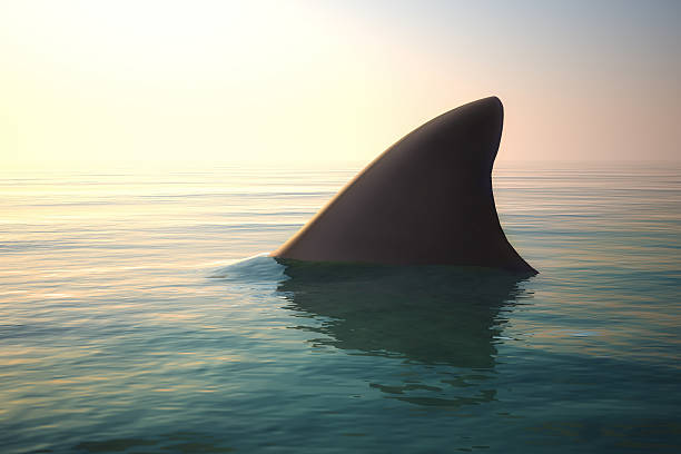 Shark fin above ocean water stock photo