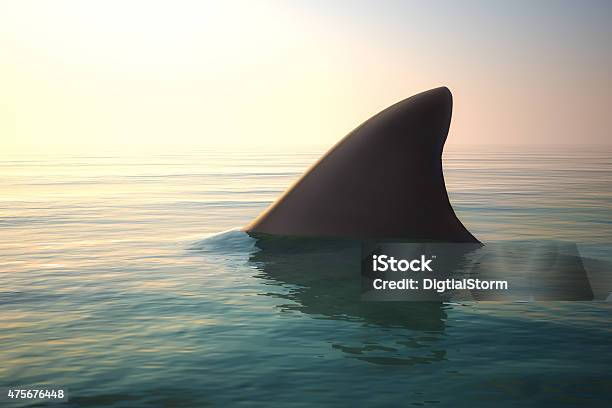 Shark Fin Above Ocean Water Stock Photo - Download Image Now - Shark, Animal Fin, Great White Shark