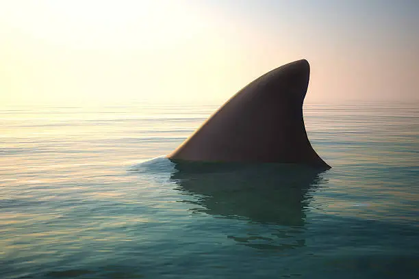 Photo of Shark fin above ocean water