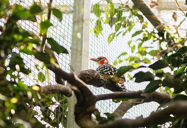 Bearded cabecirrojo, Red-and-yellow barbet perched on a log