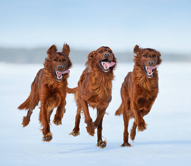 아일랜드 세터를 in motion - irish setter 뉴스 사진 이미지