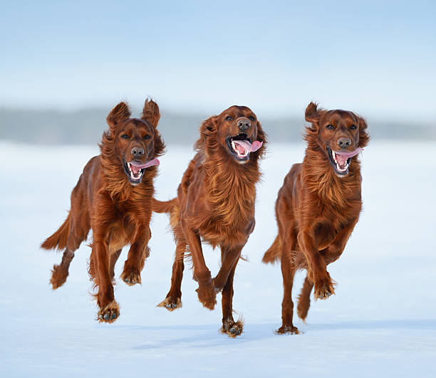 Irish Setters in motion Three Irish Setters in motion irish setter stock pictures, royalty-free photos & images
