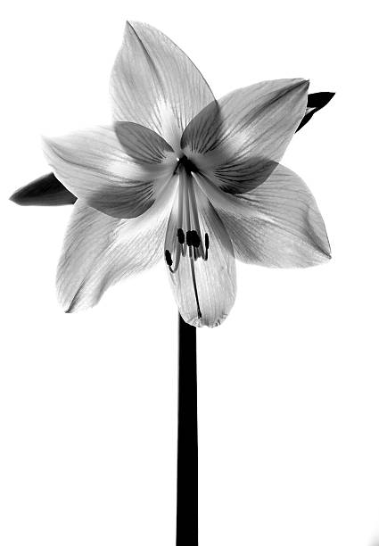 istock Amarilis flower in black and white 475678555
