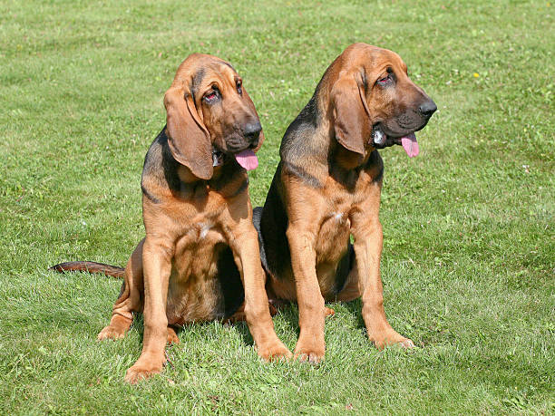 The portrait  of Bloodhound dogs The portrait of pair of Bloodhound dogs in the garden bloodhound stock pictures, royalty-free photos & images