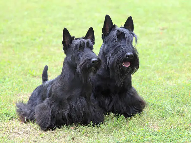 The portrait of two Scottish Terrier dogs in the garden
