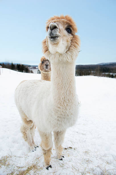 Very proud alpaca stock photo
