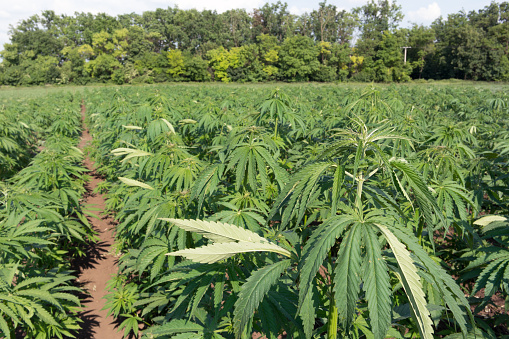 Cannabis researching plantation