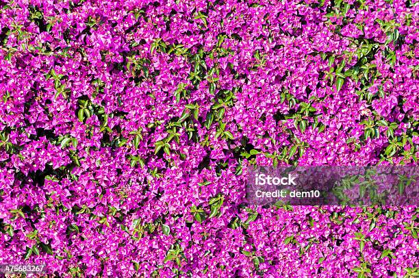 Photo libre de droit de Gros Plan De Fleurs De Bougainvilliers banque d'images et plus d'images libres de droit de Beauté - Beauté, Beauté de la nature, Bougainvillier