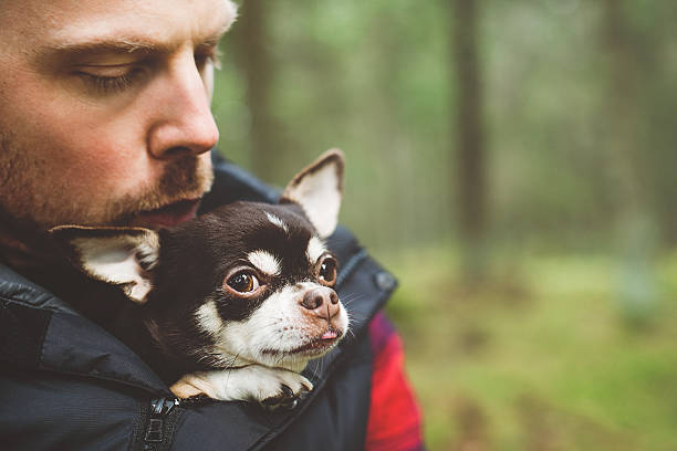 istock Man and his chihuahua 475683771