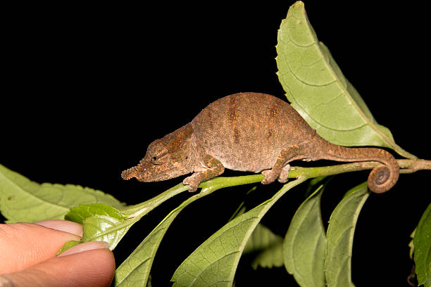 mãos perto do wild o nariz chameleon diego suarez madagascar - amber - fotografias e filmes do acervo