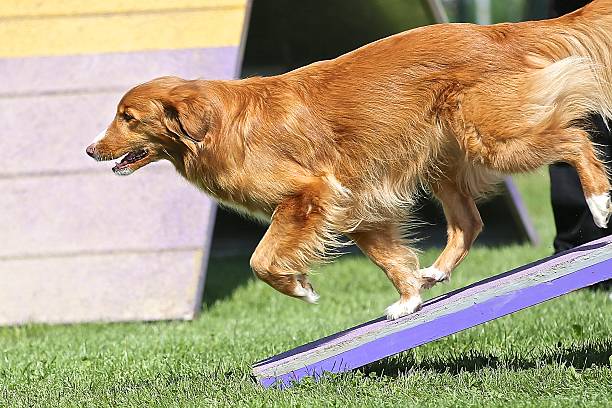 Golden retriver on dog agility course stock photo