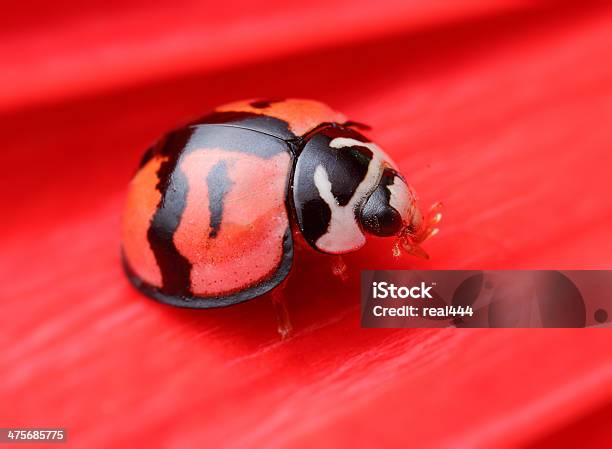 Ladybug On Flower Stock Photo - Download Image Now - Animal, Beauty In Nature, Beetle