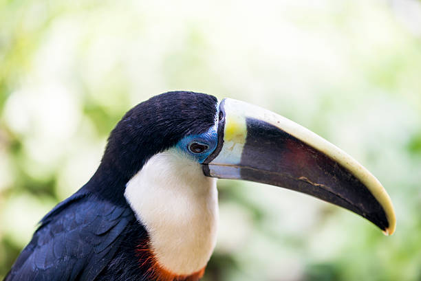 istock tucan, tucanus ramphastos 475688694