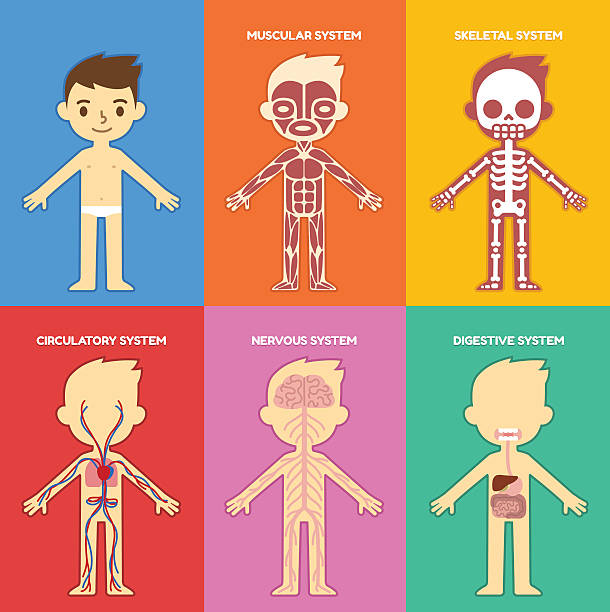 anatomie-tabelle für kinder - dickdarm verdauungstrakt grafiken stock-grafiken, -clipart, -cartoons und -symbole