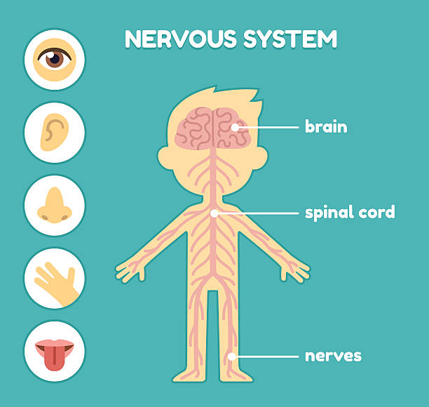 stockillustraties, clipart, cartoons en iconen met nervous system for kids - neurology child