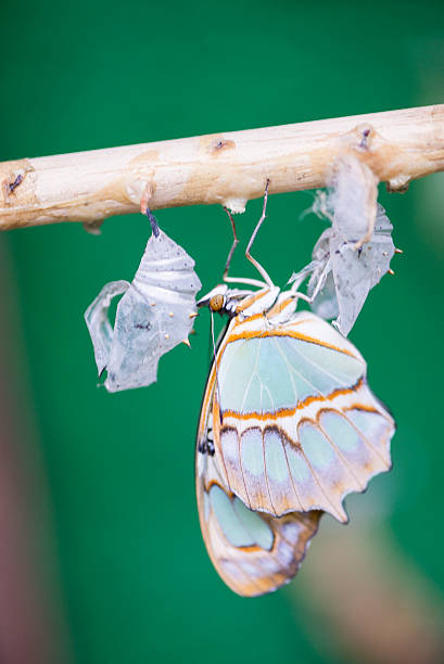 birth of a butterfly emerging from a chrysalis