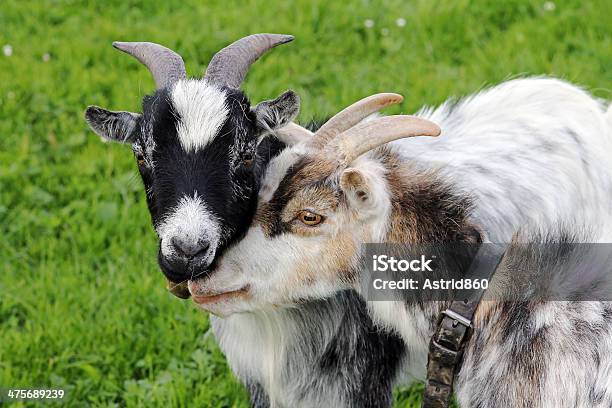 The Goats Stock Photo - Download Image Now - Agricultural Field, Agriculture, Animal