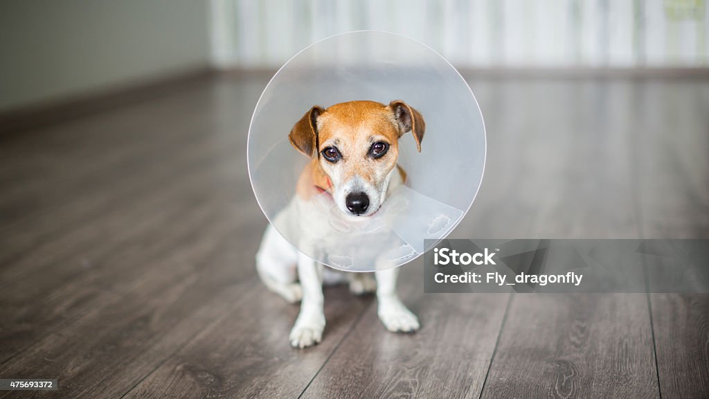 Small dog with Collar Nice dog Jack Russell terrier sitting with vet Elizabethan collar on the gray floor 2015 Stock Photo