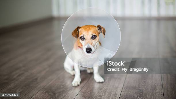 Small Dog With Collar Stock Photo - Download Image Now - 2015, Adhesive Bandage, Animal