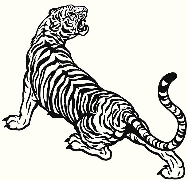 ilustrações de stock, clip art, desenhos animados e ícones de zangado tigre - female animal big cat undomesticated cat feline