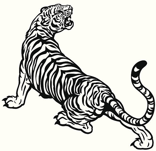 angry tiger angry tiger  black and white image tigers stock illustrations